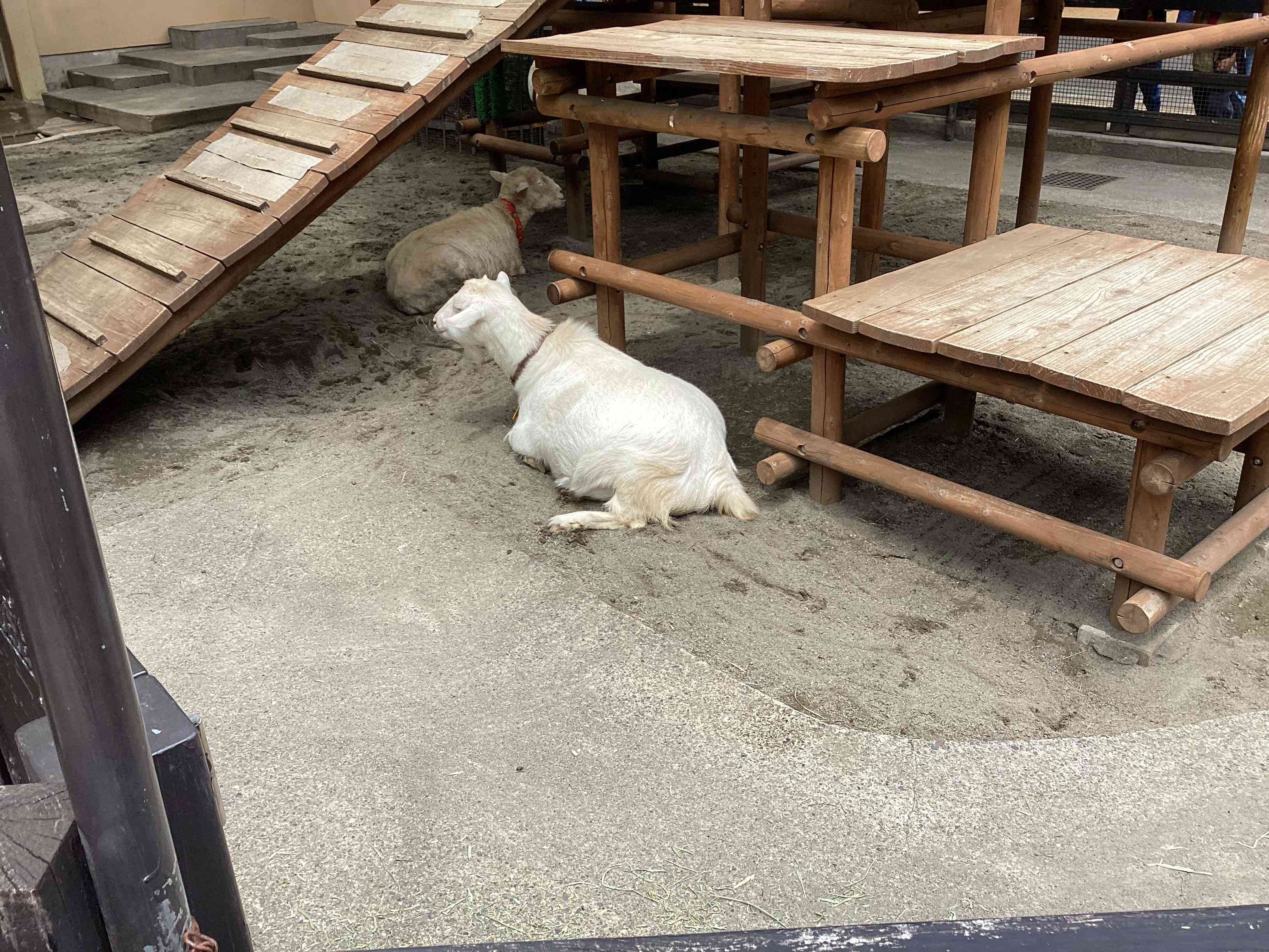 遠足３